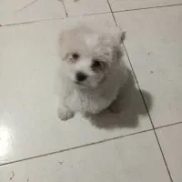 سگ پاکوتاه باهوش میکس پامر و شیتزو|سگ|علی‌آباد کتول, |دیوار