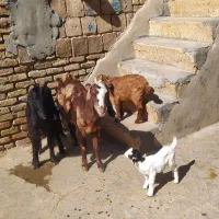 بزبزغاله|حیوانات مزرعه|کرمانشاه, |دیوار