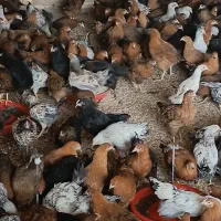 فروش جوجه گلپایگانی دورگ|حیوانات مزرعه|نجف‌آباد, ویلاشهر|دیوار