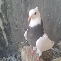 کفتر مشکی