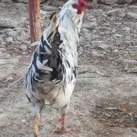 مرغ خروس گلین نیمچه گلین