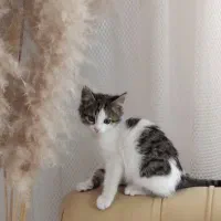 واگذاری گربه دوماهه سالم و شیطون