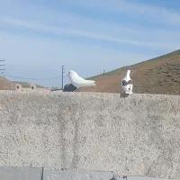 کبوتر نر وماده