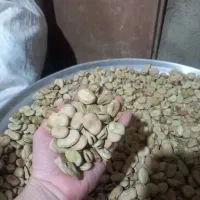 باقله خشک مازندرانی