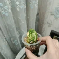 گل طبیعی|گل و گیاه طبیعی|فولادشهر, B5|دیوار