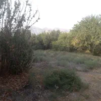 فروش زمین سروک واگذاری کانون مساجد