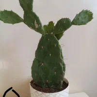 گل های خواستنی|گل و گیاه طبیعی|اسفراین, |دیوار