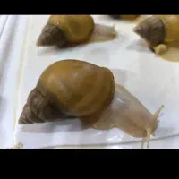 حلزون آچاتینا