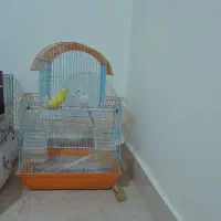 مرغ عشق با قفس|پرنده|اسلام‌شهر, شهرک واوان|دیوار