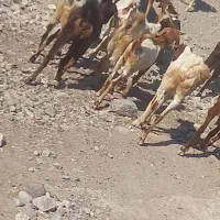 تعداد زیادی بز سالم|حیوانات مزرعه|توکهور, |دیوار