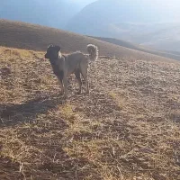 سگ سرابی نروماده