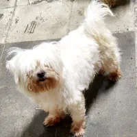 مالتیز|سگ|بومهن, |دیوار