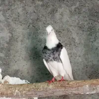 کبوتر طوقی بدونه غلط|پرنده|دهگلان, |دیوار