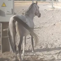 اسب کرد مادیان