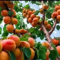 نهال زردالودرنهالستان