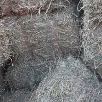 یونجه سبز و خشک چین ۴