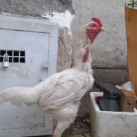 خروس لاری افغان پدروارداتی