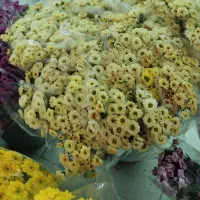 عمده داوودی و خرده بار|گل و گیاه طبیعی|شیراز, رکن‌آباد|دیوار