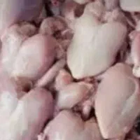غذای سگ و گربه و خزندگان
