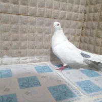 کبوتر