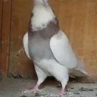 کبوتر طوقی ماده