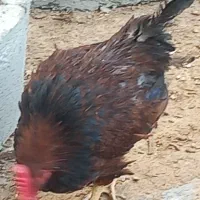 تعدادی خوروس بفروش میرسد|حیوانات مزرعه|پیشوا, |دیوار