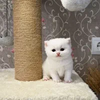 بریتیش سفید