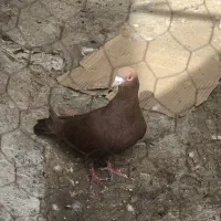 کفتر نر|پرنده|قم, هنرستان|دیوار