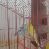 فرو‌ش|پرنده|کشکسرای, |دیوار