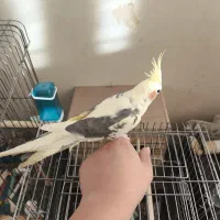 جفت عروس هلندی مولد همراه جوجه