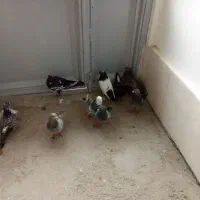 کبوتر آبگون سینه