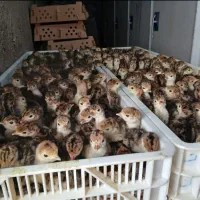 پخش انواع اردک پکنی بوقلمون جوجه رنگی محلی غاز|حیوانات مزرعه|تهران, مظاهری|دیوار