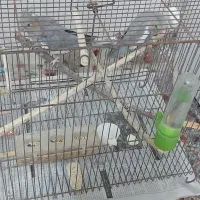 مرغ عروس هلندی