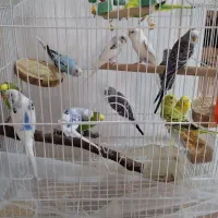 13عدد مرغ عشق