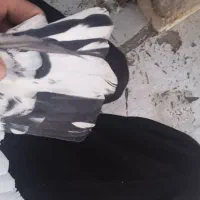کفتر|پرنده|بیرجند, |دیوار