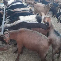 بز چاق جهت مراسمات عروسی و...