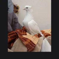 کفتر مهر سفید|پرنده|اردبیل, |دیوار