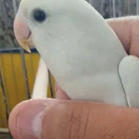 کوتوله فول دستی