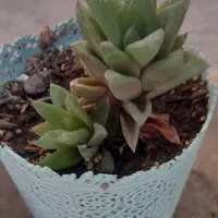 فروش گل طبیعی|گل و گیاه طبیعی|مشهد, شهید شهریاری|دیوار