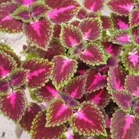 گل درجه ۱رنگی