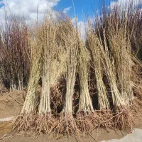 نهالستان مهندس خیری