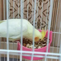 پرنده عروس هلندی|پرنده|اندیمشک, |دیوار