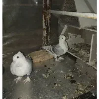 یاورهمیشه مومن