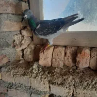 دوبر صید شده