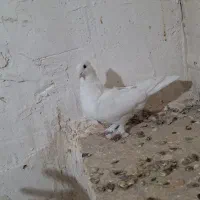 طوقی
