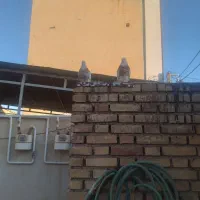 طوقی|پرنده|دهلران, |دیوار