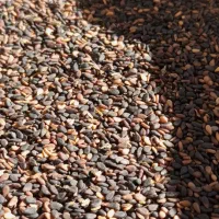 کنجدخام محلی کیلو ۲۳۰