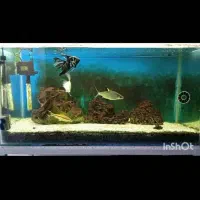 شیشه آکواریووم .سنگ وشن