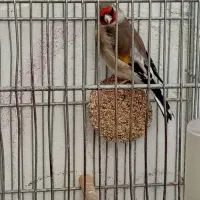 سهره قناری جوجه چارگل کرمونی خاکی