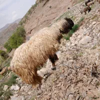 قوچ بختیاری